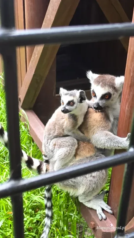 Podlaska Toskania – park zwierząt i rozrywki | Mini Zoo